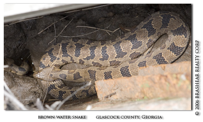 Brownwatersnake2.jpg