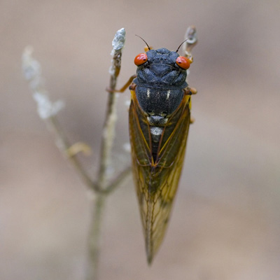 Adult Cicada
