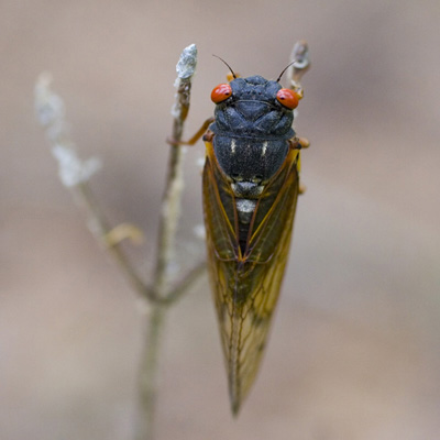 Adult Cicada Adult Cicada