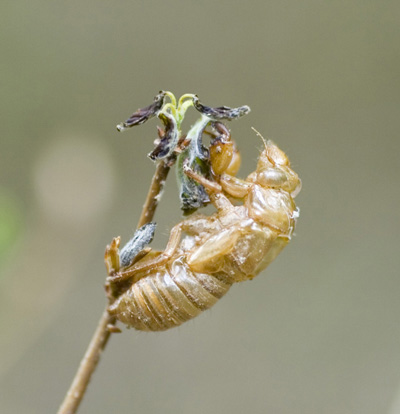 Cicada Nymph Shell Cicada Nymph Shell