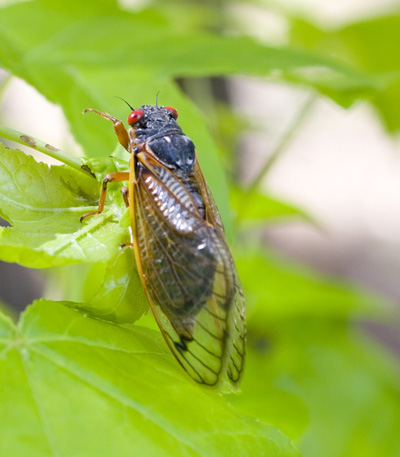 Cicada - 13 year Georgia Cicada - 13 year Georgia