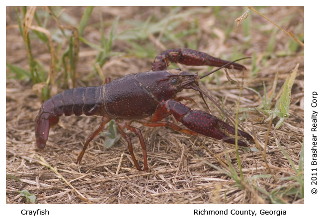 Crawfish, Crayfish, Crawdad, or Mud Bug Crawfish, Crayfish, Crawdad, or Mud Bug