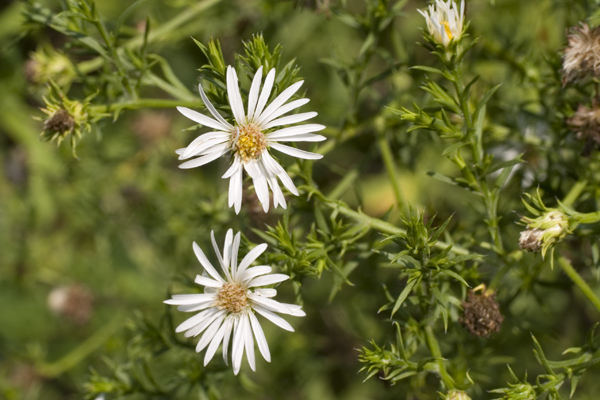 Eastern daisy Fleabane ( Erigeron annuus ) Eastern daisy Fleabane ( Erigeron annuus )