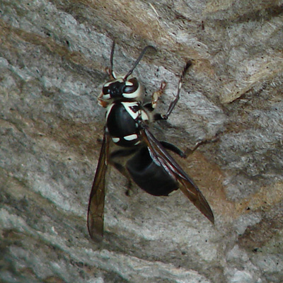 Closeup of a Hornet Closeup of a Hornet