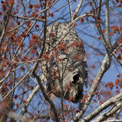 Hornets Nest Hornets Nest