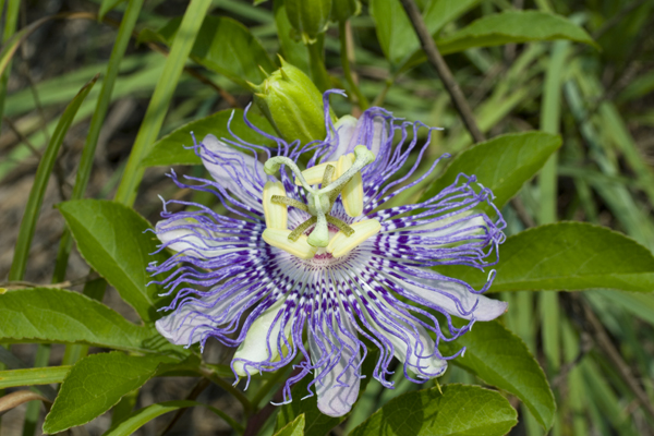 Maypop ( Passiflora incarnata )