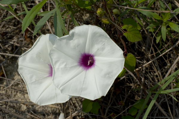 Morning Glory ( Ipomoea pandurata ) Morning Glory ( Ipomoea pandurata )