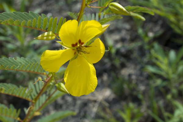 Partridge Pea ( Cassia fasciculata ) Partridge Pea ( Cassia fasciculata )