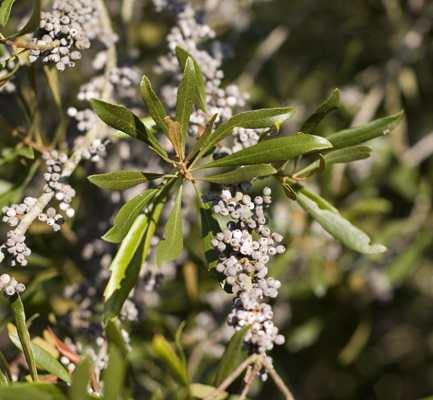 Wax myrtle berries Wax myrtle berries