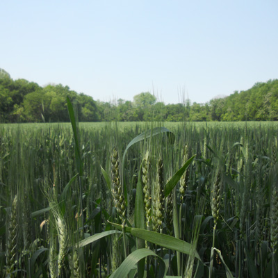 Winter Wheat Winter Wheat